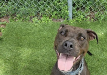 Shelter dog of the week: Mango